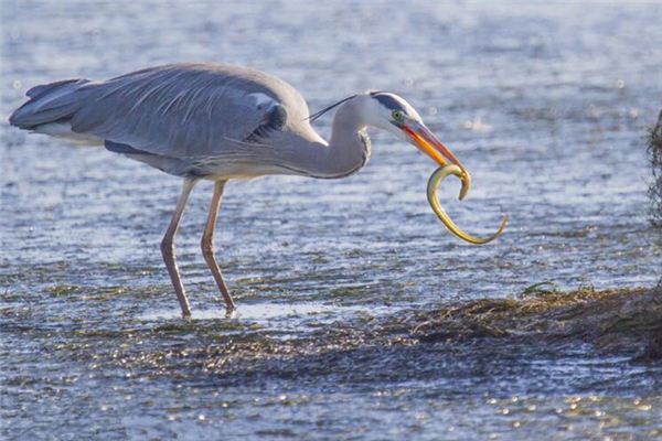 梦见在捉黄鳝是什么意思 梦见在捉黄鳝是什么意思