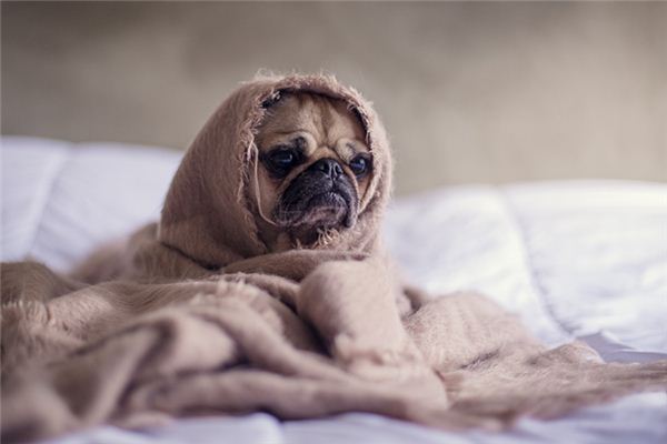 梦见被褥脏了是什么意思 梦见被褥脏了是什么意思