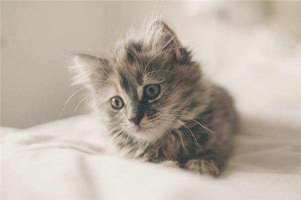 梦见猫跟着我是什么意思 梦见猫跟着我是什么意思