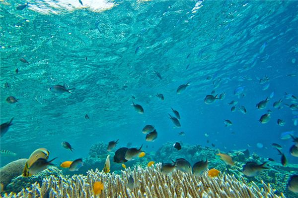 梦见鱼生小鱼是什么意思 梦见鱼生小鱼是什么意思