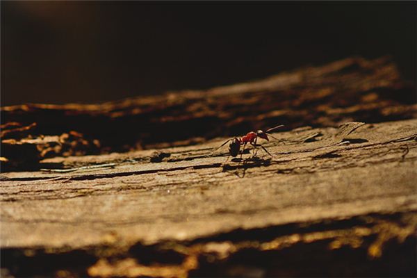 梦见打死蚂蚁是什么意思 梦见打死蚂蚁是什么意思