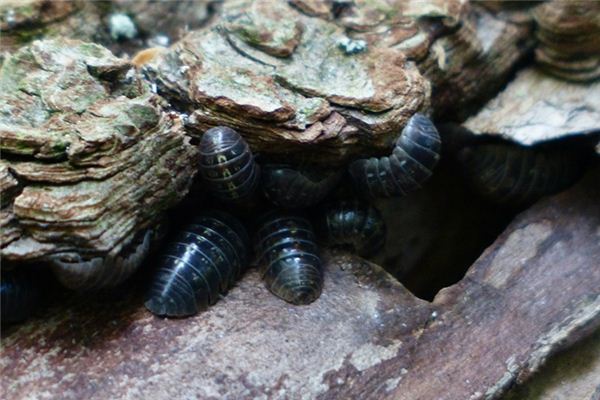 梦见全身潮虫是什么意思 梦见全身潮虫是什么意思