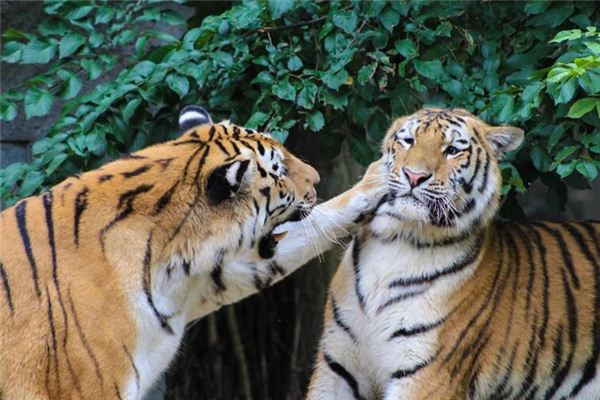 梦见被人打脸是什么意思 梦见被人打脸是什么意思