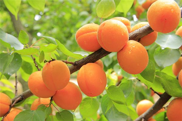 梦见杏子熟了是什么意思 梦见杏子熟了是什么意思