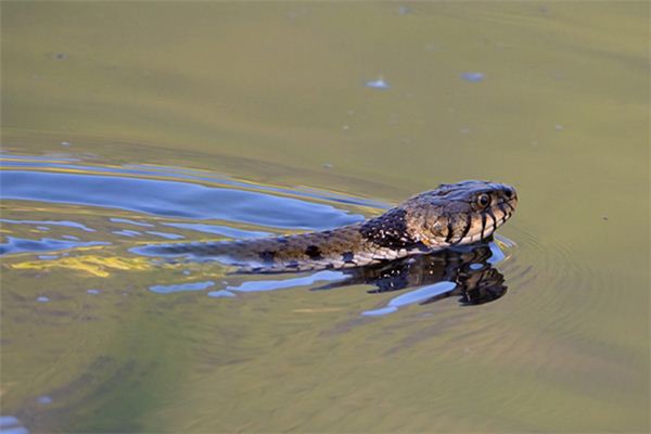 梦见水里有蛇是什么意思 梦见水里有蛇是什么意思