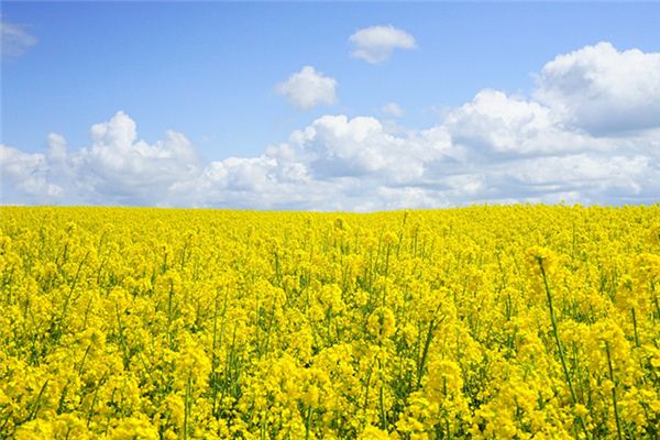 梦见黄色的花是什么意思 梦见黄色的花是什么意思