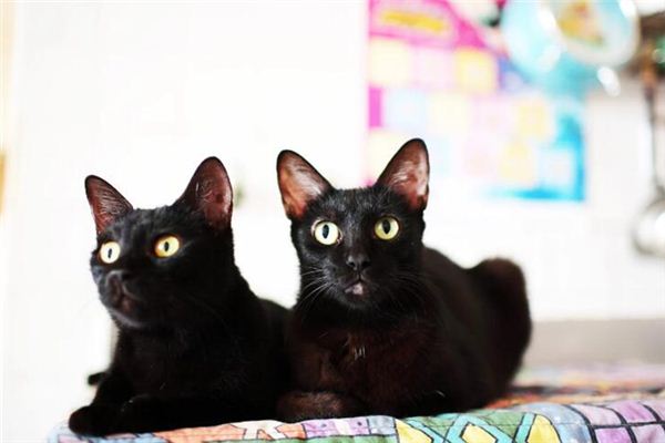 梦见两只黑猫是什么意思 梦见两只黑猫是什么意思