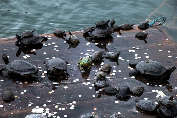 梦见被乌龟咬是什么意思 梦见被乌龟咬是什么意思