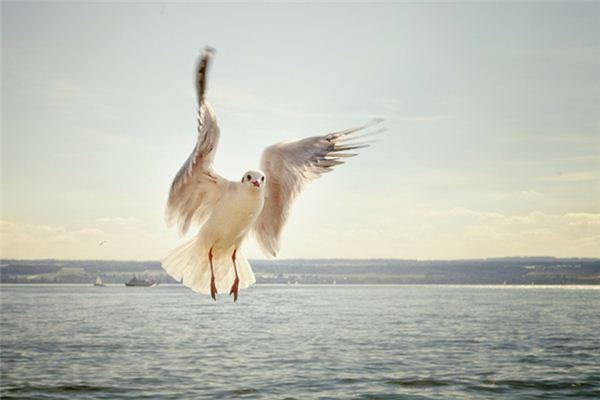 梦见白色大鸟是什么意思 梦见白色大鸟是什么意思