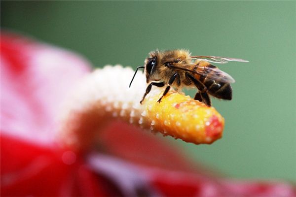 梦见吃到虫子是什么意思 梦见吃到虫子是什么意思