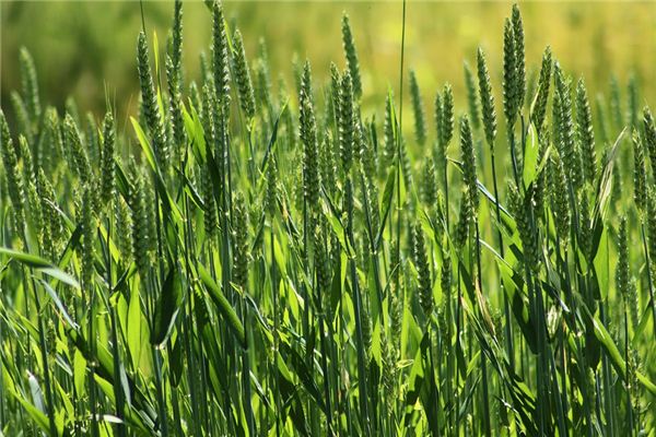 梦见绿色小麦是什么意思 梦见绿色小麦是什么意思