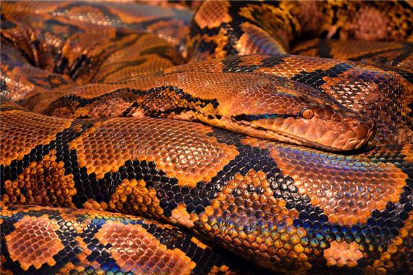 梦见蟒蛇吃人是什么预兆 梦见蟒蛇吃人是什么预兆