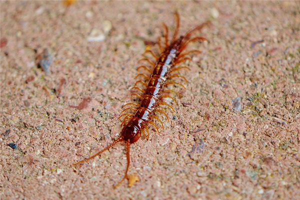 梦见蛇和蜈蚣是什么意思 梦见蛇和蜈蚣是什么意思