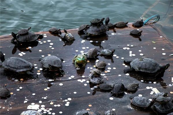 梦见很多乌龟是什么意思 梦见很多乌龟是什么意思