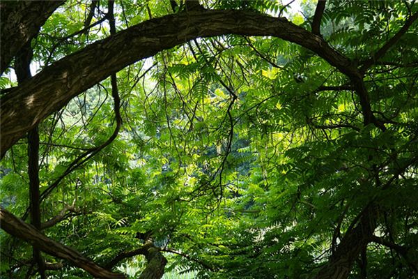 梦见绿树成荫是什么意思 梦见绿树成荫是什么意思