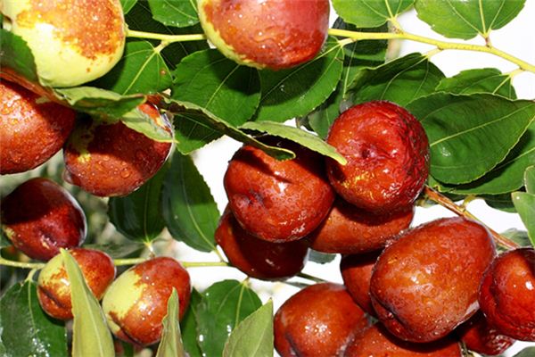 梦见枣开了花是什么意思