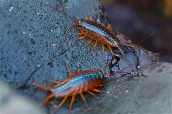 梦见一群蟑螂是什么意思 梦见一群蟑螂是什么意思