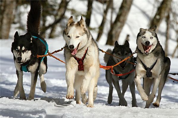 梦见好几只狗是什么意思 梦见好几只狗是什么意思