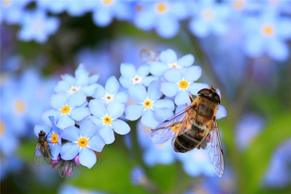 梦见被峰子蛰是什么意思 梦见被峰子蛰是什么意思