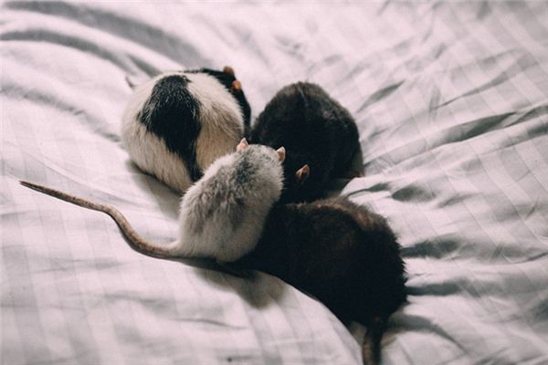 梦见四只老鼠是什么意思 梦见四只老鼠是什么意思