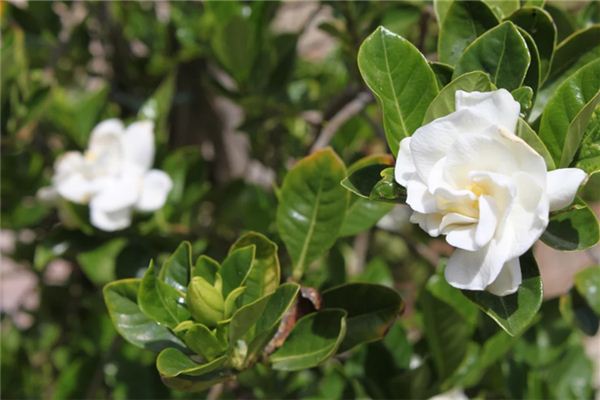 梦见摘桅子花是什么意思