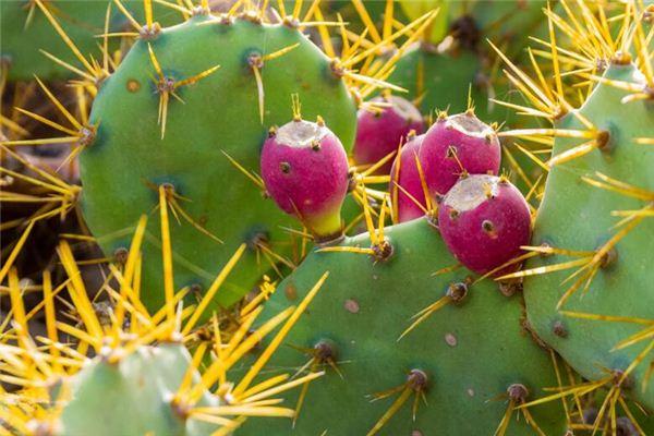 梦见手被刺扎是什么意思 梦见手被刺扎是什么意思