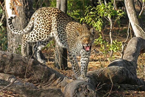 梦见豹子进家是什么意思 梦见豹子进家是什么意思