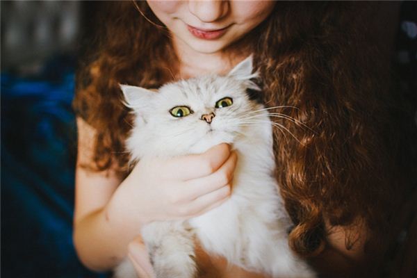 梦见猫依赖我是什么意思 梦见猫依赖我是什么意思