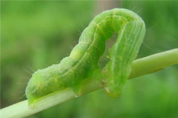 梦见虫孑咬我是什么意思 梦见虫孑咬我是什么意思