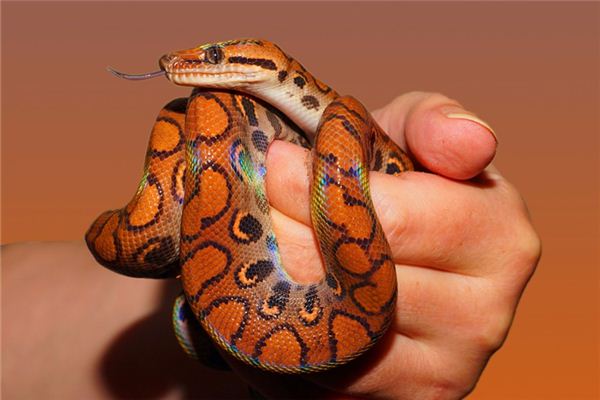 梦见带花的蛇是什么意思 梦见带花的蛇是什么意思