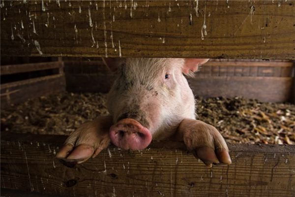 梦见吃猪血有是什么意思 梦见吃猪血有是什么意思
