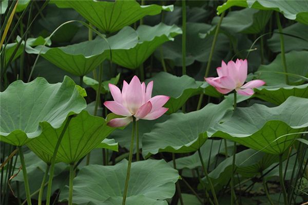 梦见荷叶池塘是什么意思 梦见荷叶池塘是什么意思