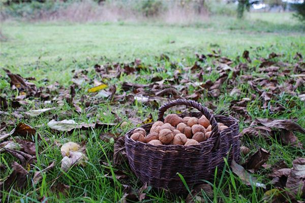 梦见摘核桃有是什么意思 梦见摘核桃有是什么意思