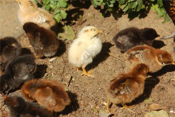 梦见很多小鸡是什么意思 梦见很多小鸡是什么意思