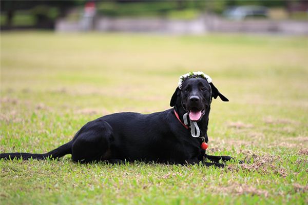 梦见黑色的狗是什么意思 梦见黑色的狗是什么意思