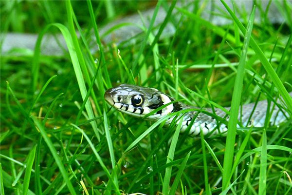 梦见被小蛇咬是什么意思 梦见被小蛇咬是什么意思