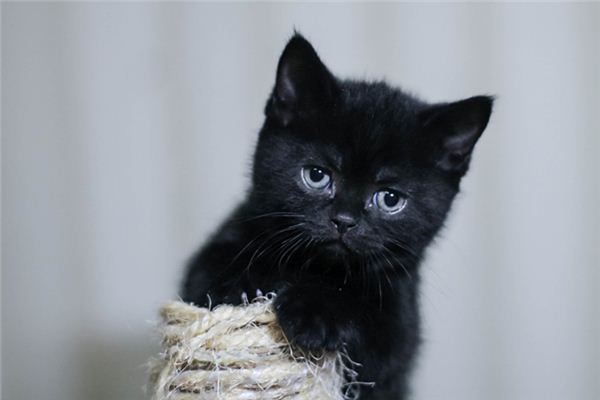 梦见女人黑猫是什么意思 梦见女人黑猫是什么意思