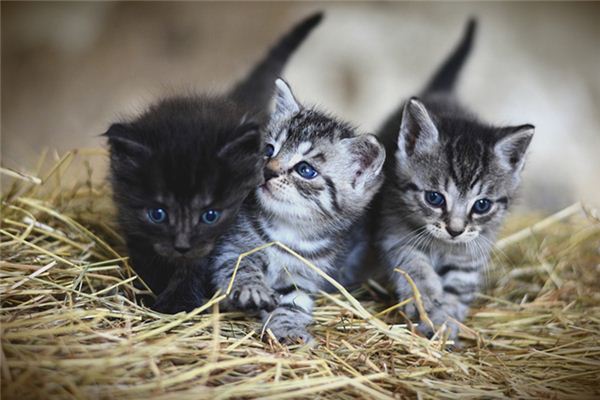 梦见猫生小猫是什么预兆 梦见猫生小猫是什么预兆