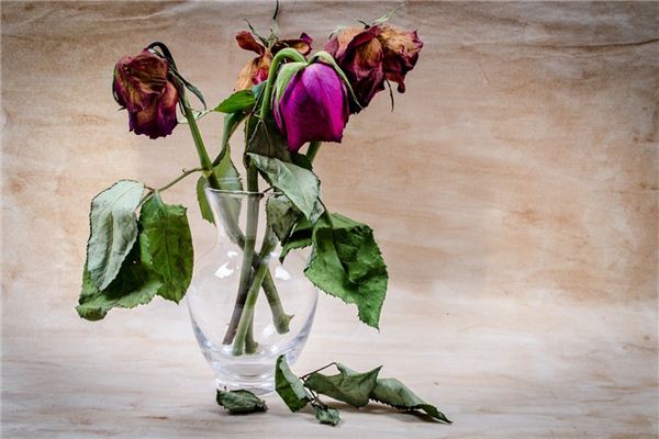 梦见植物枯萎是什么意思 梦见植物枯萎是什么意思