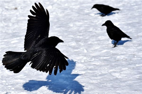 梦见乌鸦成群是什么意思 梦见乌鸦成群是什么意思