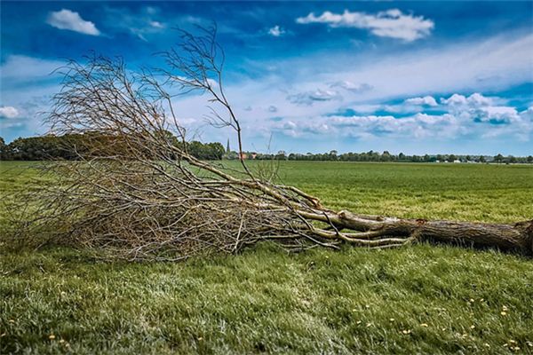 梦见抬树回家是什么意思 梦见抬树回家是什么意思