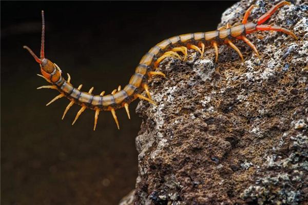 梦见打死蜈蚣是什么意思 梦见打死蜈蚣是什么意思