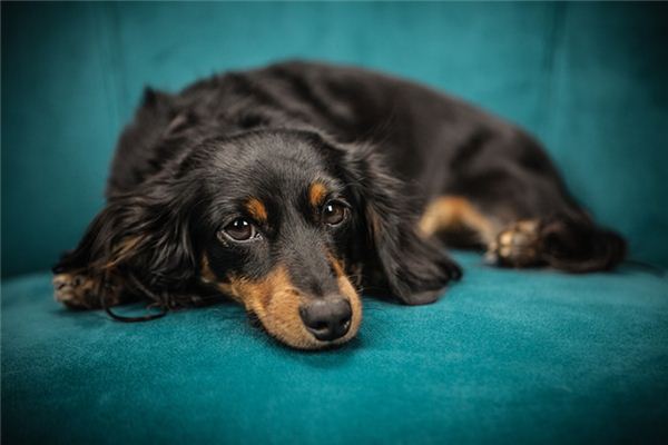 梦见温顺的狗是什么意思 梦见温顺的狗是什么意思