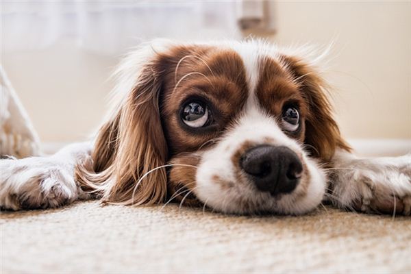 梦见狗在屋中是什么意思 梦见狗在屋中是什么意思