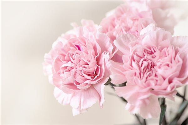 梦见粉色的花是什么意思 梦见粉色的花是什么意思