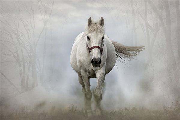 梦见一匹白马是什么意思