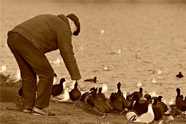 梦见给鸡喂食是什么意思 梦见给鸡喂食是什么意思