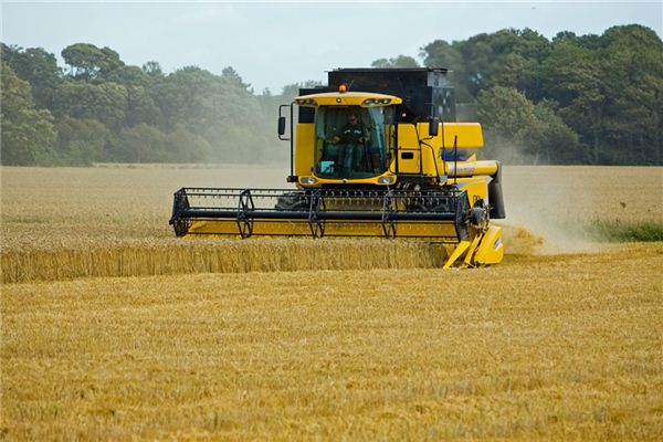 梦见收割小麦是什么意思 梦见收割小麦是什么意思