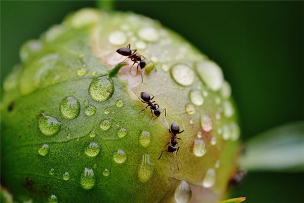 梦见好多虫子是什么意思 梦见好多虫子是什么意思