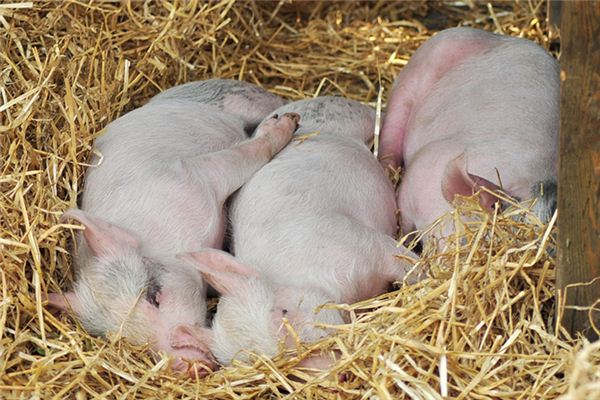 梦见猪生小猪是什么意思 梦见猪生小猪是什么意思